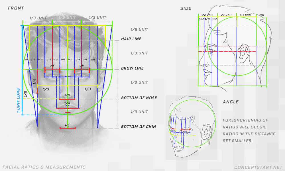 face-measurements-ratios-drawing-the-face-foreshortening